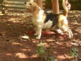 /album/femeas/dsc08775-jpg/